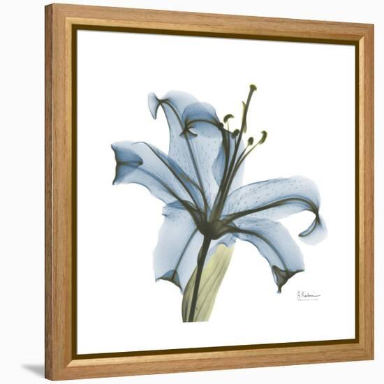 Soft Lily-Albert Koetsier-Framed Stretched Canvas