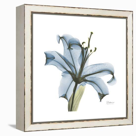 Soft Lily-Albert Koetsier-Framed Stretched Canvas