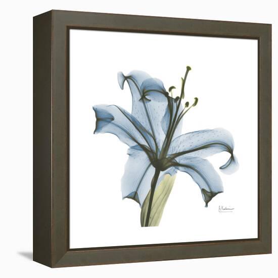 Soft Lily-Albert Koetsier-Framed Stretched Canvas