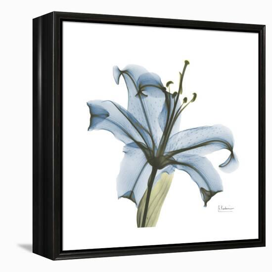 Soft Lily-Albert Koetsier-Framed Stretched Canvas