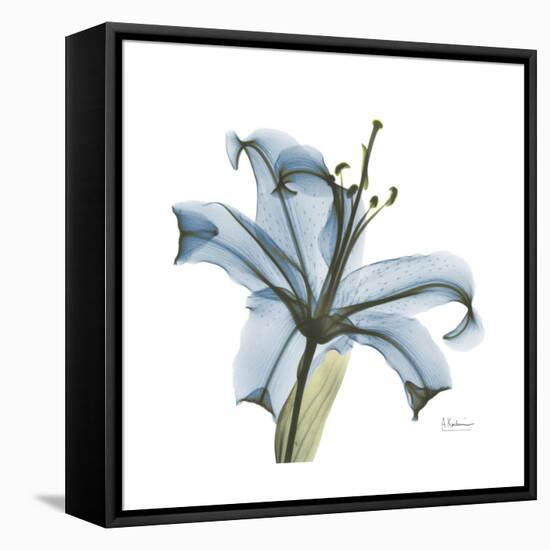 Soft Lily-Albert Koetsier-Framed Stretched Canvas