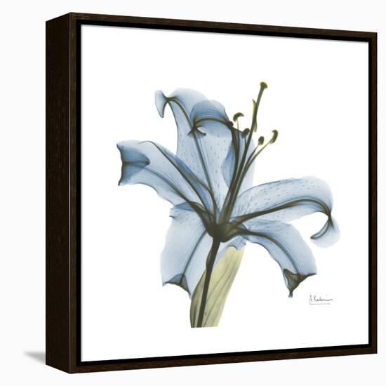 Soft Lily-Albert Koetsier-Framed Stretched Canvas