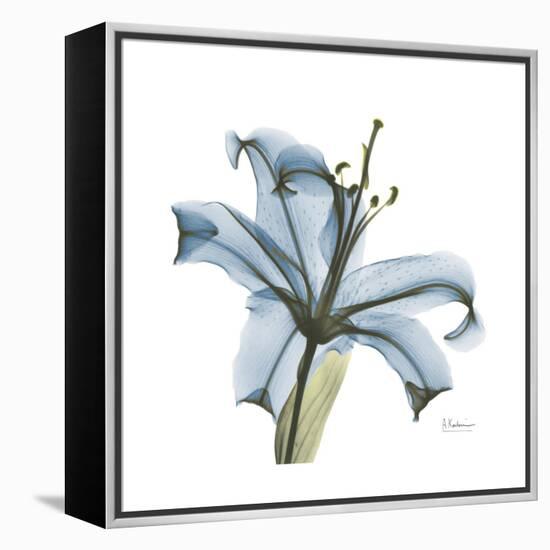 Soft Lily-Albert Koetsier-Framed Stretched Canvas