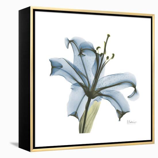 Soft Lily-Albert Koetsier-Framed Stretched Canvas