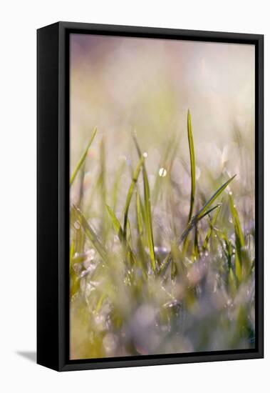 Soft Morning Dew I-Sarah Gardner-Framed Premier Image Canvas