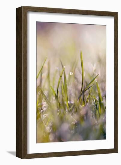 Soft Morning Dew I-Sarah Gardner-Framed Photographic Print