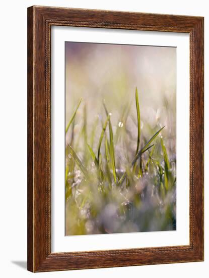 Soft Morning Dew I-Sarah Gardner-Framed Photographic Print