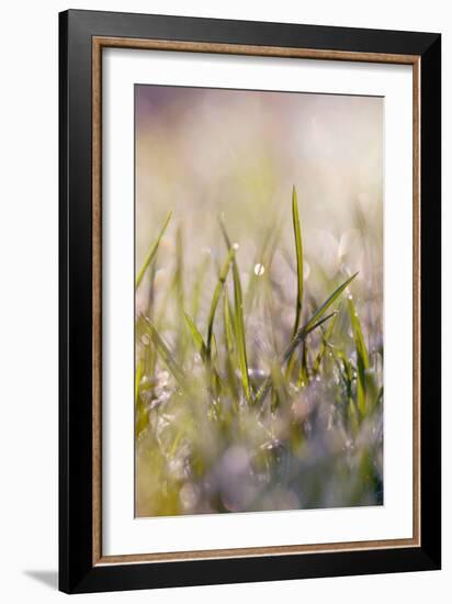 Soft Morning Dew I-Sarah Gardner-Framed Photographic Print