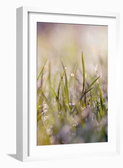 Soft Morning Dew I-Sarah Gardner-Framed Photographic Print