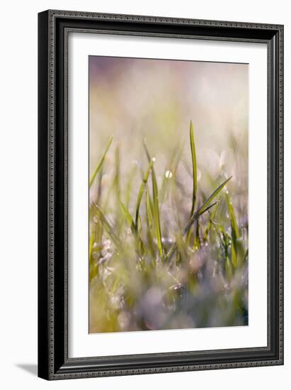 Soft Morning Dew I-Sarah Gardner-Framed Photographic Print