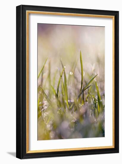 Soft Morning Dew I-Sarah Gardner-Framed Photographic Print