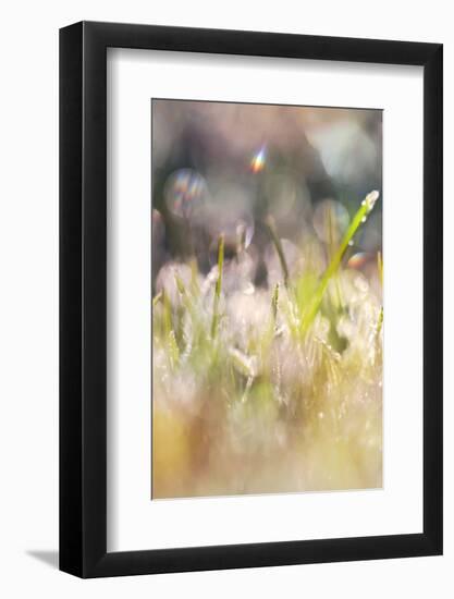 Soft Morning Dew II-Sarah Gardner-Framed Photographic Print