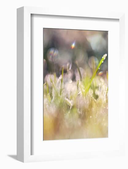 Soft Morning Dew II-Sarah Gardner-Framed Photographic Print