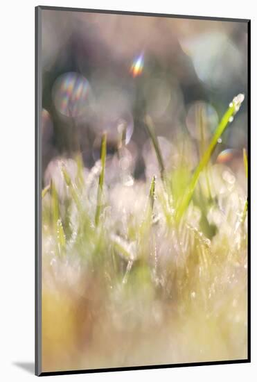 Soft Morning Dew II-Sarah Gardner-Mounted Photographic Print