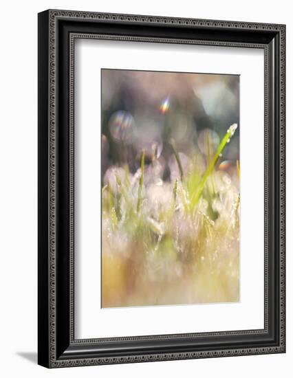 Soft Morning Dew II-Sarah Gardner-Framed Photographic Print