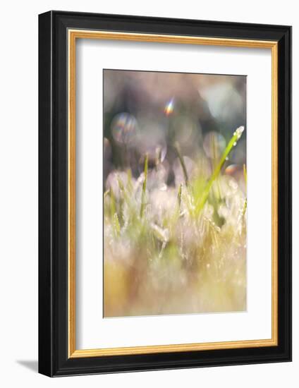 Soft Morning Dew II-Sarah Gardner-Framed Photographic Print