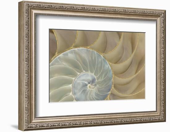 Soft Nautilus-Sparx Studio-Framed Art Print