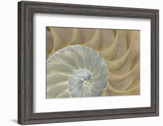 Soft Nautilus-Sparx Studio-Framed Art Print