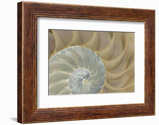 Soft Nautilus-Sparx Studio-Framed Art Print