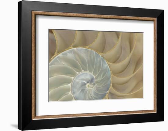 Soft Nautilus-Sparx Studio-Framed Art Print