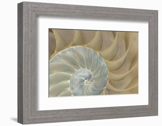 Soft Nautilus-Sparx Studio-Framed Art Print