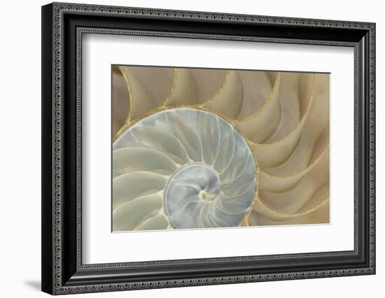 Soft Nautilus-Sparx Studio-Framed Art Print