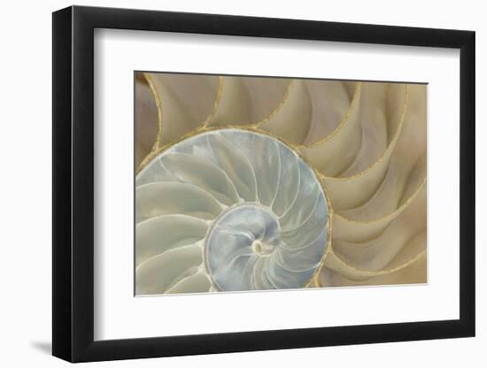 Soft Nautilus-Sparx Studio-Framed Art Print