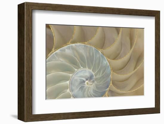 Soft Nautilus-Sparx Studio-Framed Art Print