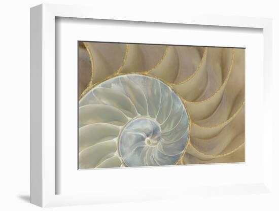 Soft Nautilus-Sparx Studio-Framed Art Print