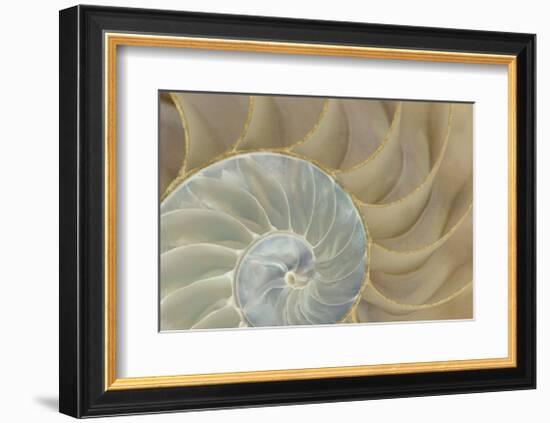 Soft Nautilus-Sparx Studio-Framed Giclee Print