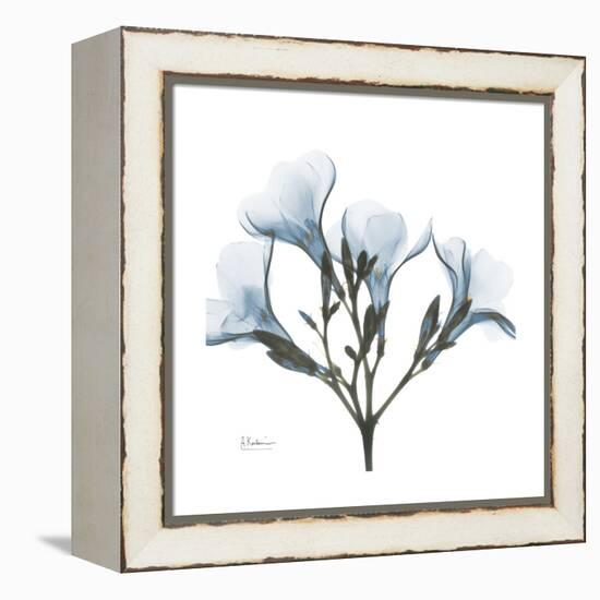 Soft Oleander-Albert Koetsier-Framed Stretched Canvas