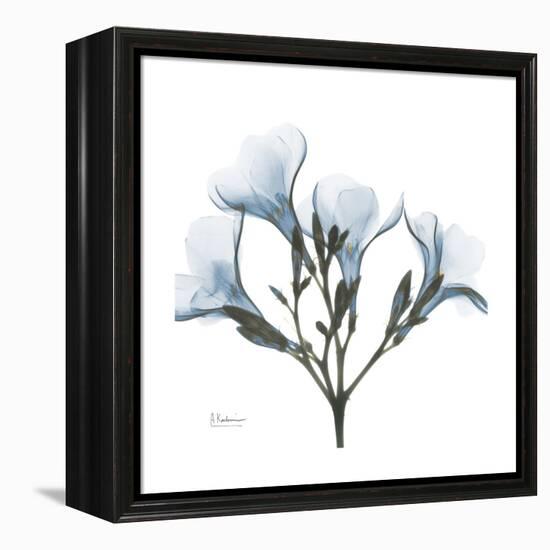 Soft Oleander-Albert Koetsier-Framed Stretched Canvas