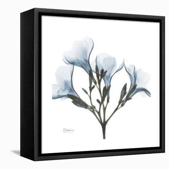 Soft Oleander-Albert Koetsier-Framed Stretched Canvas