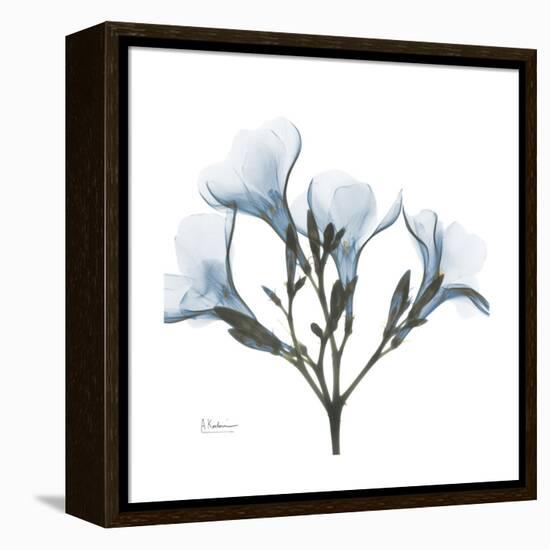 Soft Oleander-Albert Koetsier-Framed Stretched Canvas