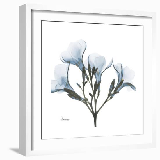 Soft Oleander-Albert Koetsier-Framed Premium Giclee Print