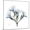 Soft Oleander-Albert Koetsier-Mounted Giclee Print