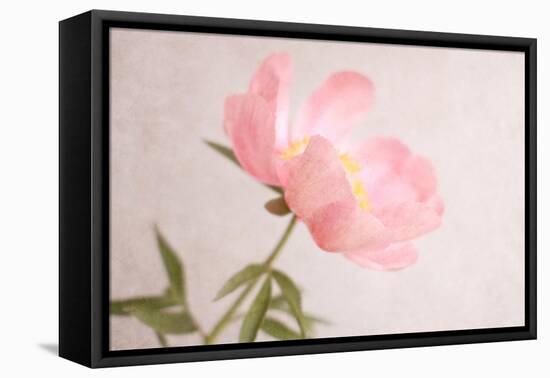 Soft Petals-Sarah Gardner-Framed Premier Image Canvas