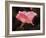 Soft Pink, 2018,-Helen White-Framed Giclee Print