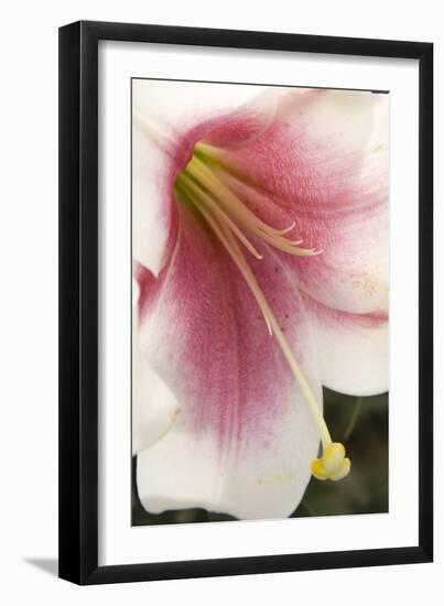Soft Pink Lily II-Maureen Love-Framed Photographic Print