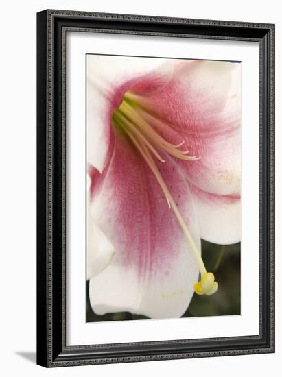 Soft Pink Lily II-Maureen Love-Framed Photographic Print