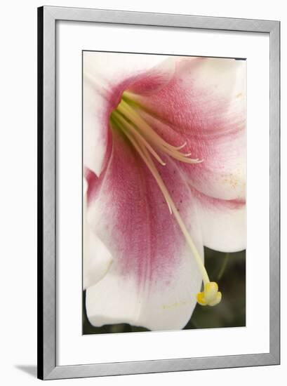 Soft Pink Lily II-Maureen Love-Framed Photographic Print