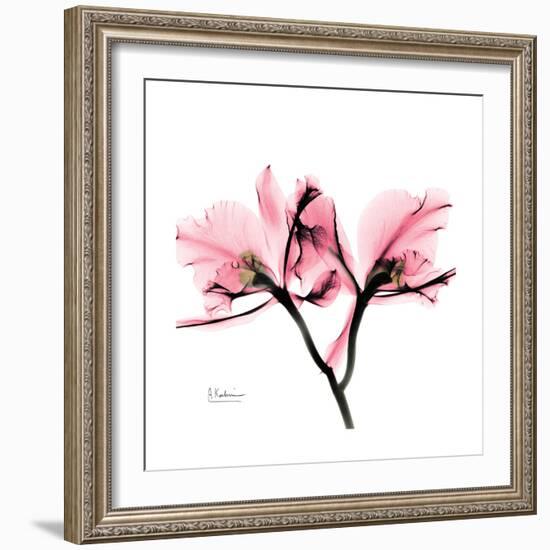 Soft Pink Orchid-Albert Koetsier-Framed Art Print