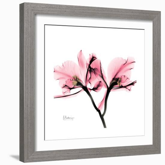 Soft Pink Orchid-Albert Koetsier-Framed Art Print