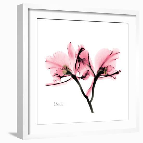 Soft Pink Orchid-Albert Koetsier-Framed Art Print