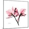 Soft Pink Orchid-Albert Koetsier-Mounted Art Print