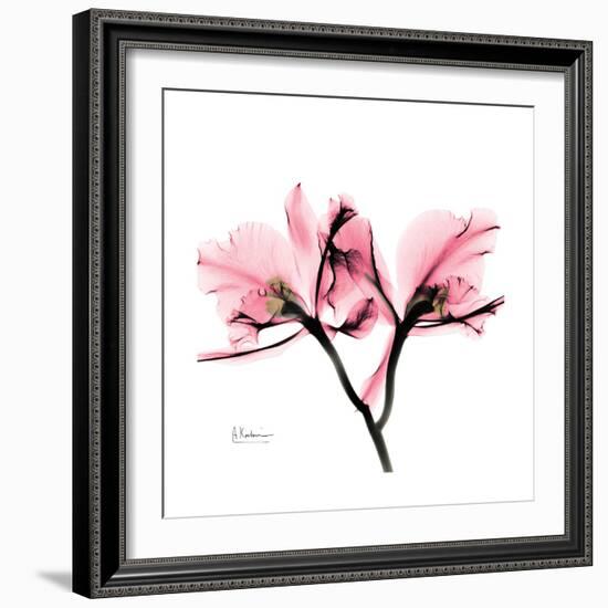 Soft Pink Orchid-Albert Koetsier-Framed Art Print