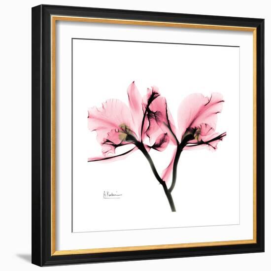 Soft Pink Orchid-Albert Koetsier-Framed Art Print