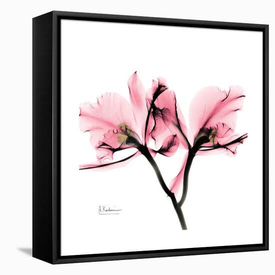 Soft Pink Orchid-Albert Koetsier-Framed Stretched Canvas