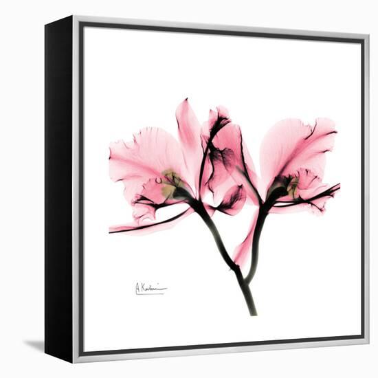 Soft Pink Orchid-Albert Koetsier-Framed Stretched Canvas