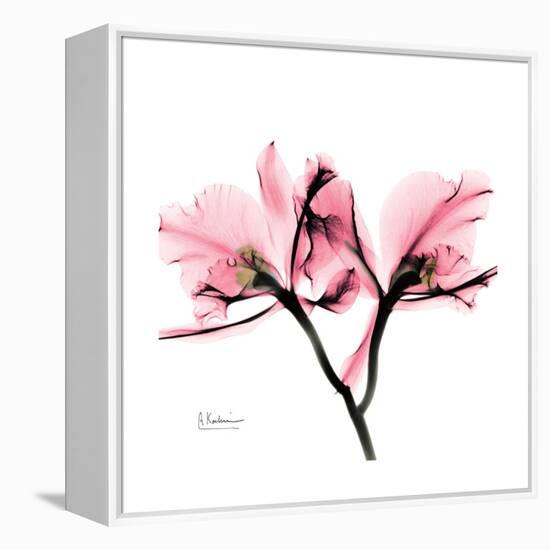 Soft Pink Orchid-Albert Koetsier-Framed Stretched Canvas